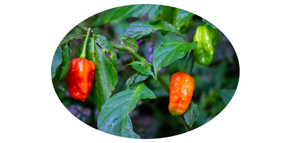 nejpálivější chilli papričky na světě 